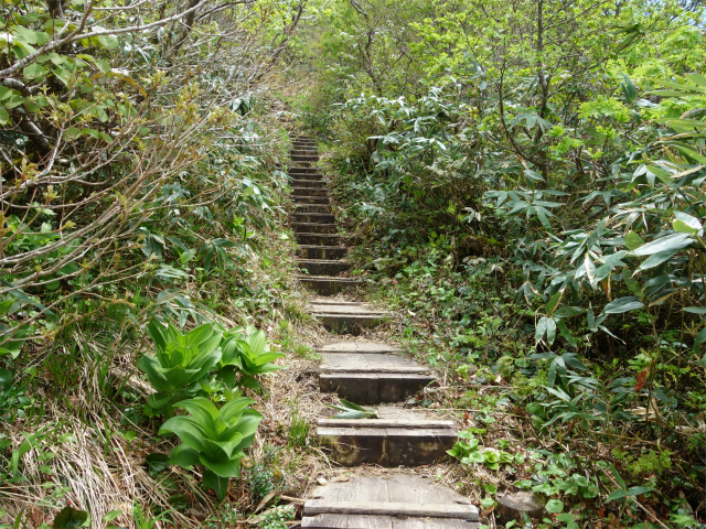 守門岳（保久礼コース）登山口コースガイド 階段【登山口ナビ】