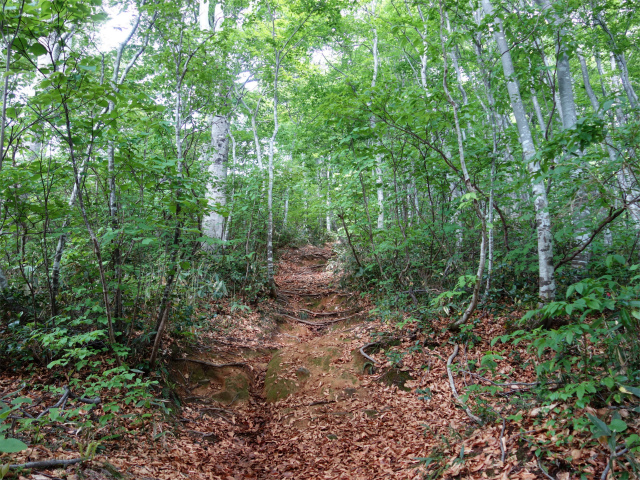 守門岳（保久礼コース）登山口コースガイド 右ルート【登山口ナビ】