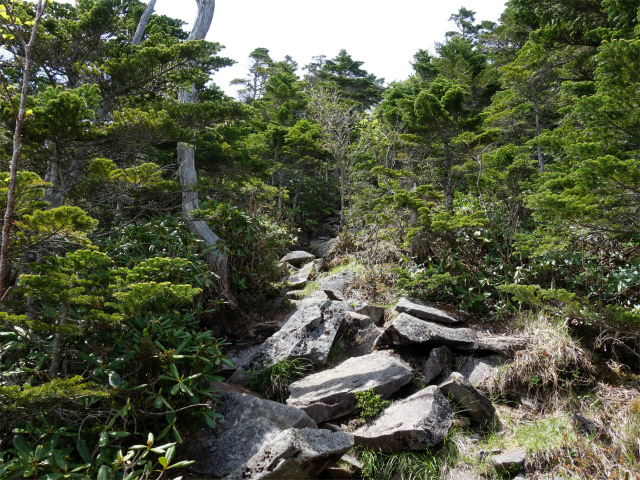 八ヶ岳・権現岳（天女山～三ツ頭）登山口コースガイド 岩の転がる斜面【登山口ナビ】