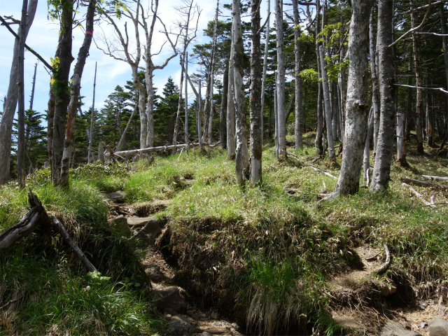 八ヶ岳・権現岳（天女山～三ツ頭）登山口コースガイド 樹林帯【登山口ナビ】