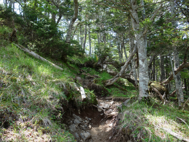 八ヶ岳・権現岳（天女山～三ツ頭）登山口コースガイド 前三ツ頭直下【登山口ナビ】