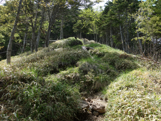 八ヶ岳・権現岳（天女山～三ツ頭）登山口コースガイド【登山口ナビ】