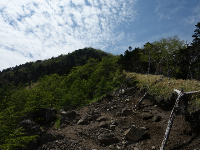 八ヶ岳・権現岳（天女山～三ツ頭）登山口コースガイド 前三ツ頭直下【登山口ナビ】