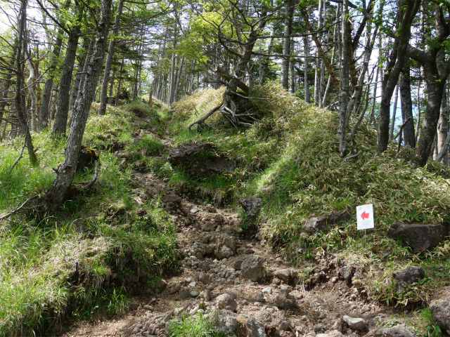 八ヶ岳・権現岳（天女山～三ツ頭）登山口コースガイド 尾根筋【登山口ナビ】