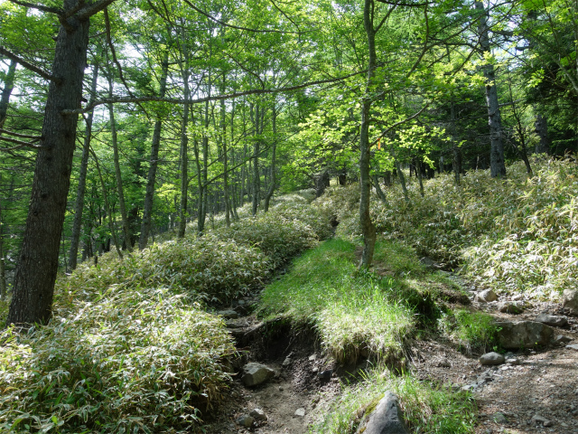 八ヶ岳・権現岳（天女山～三ツ頭）登山口コースガイド 笹面【登山口ナビ】