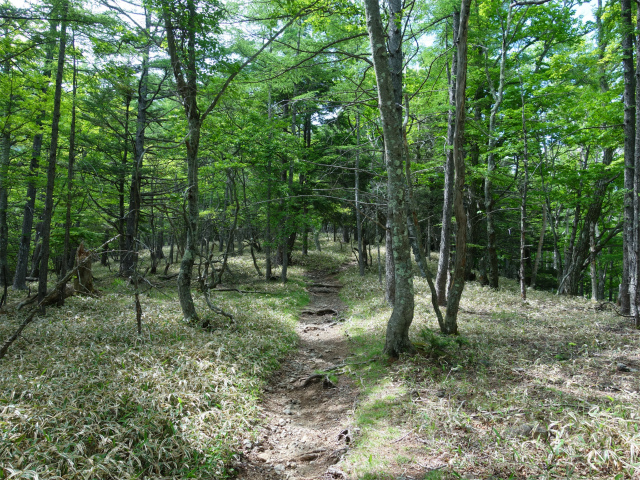 八ヶ岳・権現岳（天女山～三ツ頭）登山口コースガイド 平坦な区間【登山口ナビ】