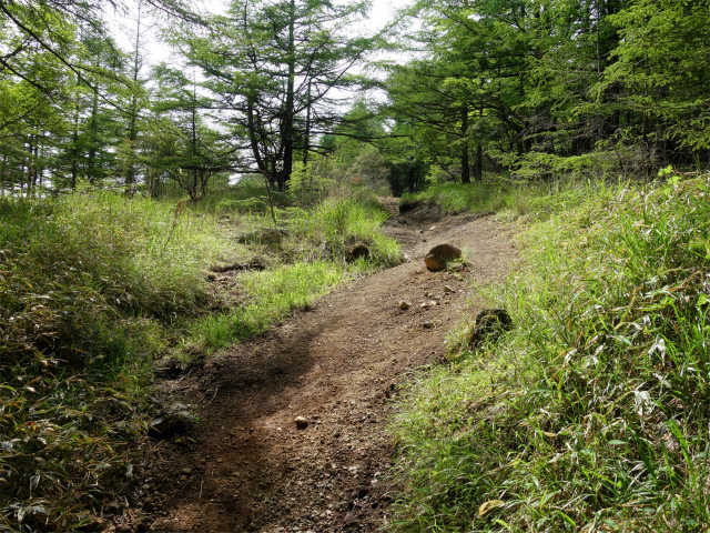 八ヶ岳・権現岳（天女山～三ツ頭）登山口コースガイド ベンチの平場【登山口ナビ】