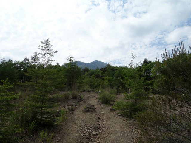 八ヶ岳・権現岳（天女山～三ツ頭）登山口コースガイド 標高1734m地点【登山口ナビ】