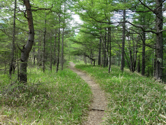 八ヶ岳・権現岳（天女山～三ツ頭）登山口コースガイド 平坦な道【登山口ナビ】