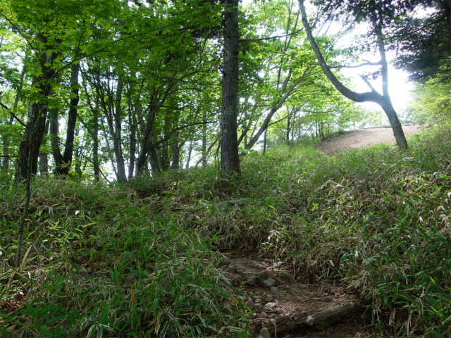 八ヶ岳・権現岳（天女山～三ツ頭）登山口コースガイド 緩やかな斜面【登山口ナビ】