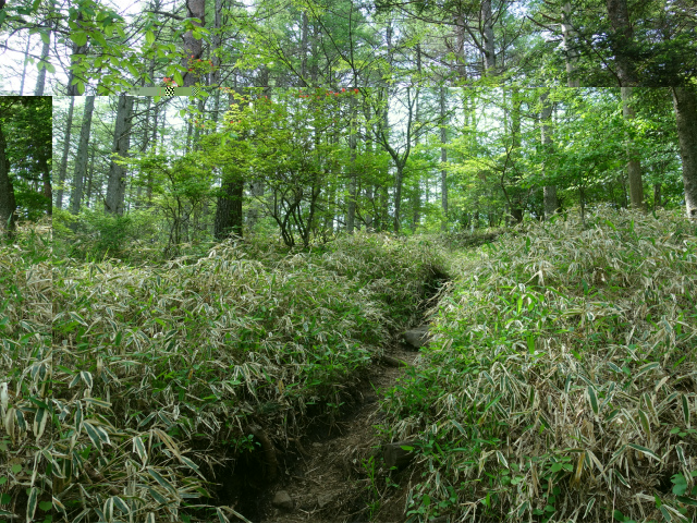 八ヶ岳・権現岳（天女山～三ツ頭）登山口コースガイド 笹面【登山口ナビ】