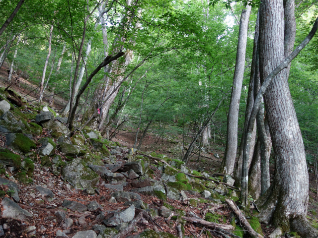 農鳥岳（奈良田～大門沢～西農鳥岳）登山口コースガイド【登山口ナビ】