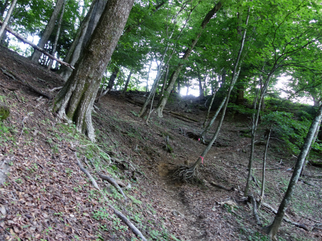 農鳥岳（奈良田～大門沢～西農鳥岳）登山口コースガイド 尾根【登山口ナビ】