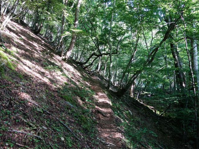 農鳥岳（奈良田～大門沢～西農鳥岳）登山口コースガイド トラバース【登山口ナビ】