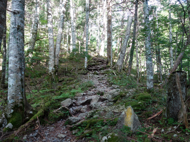 農鳥岳（奈良田～大門沢～西農鳥岳）登山口コースガイド【登山口ナビ】