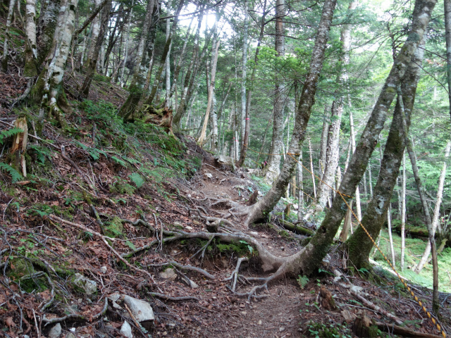 農鳥岳（奈良田～大門沢～西農鳥岳）登山口コースガイド【登山口ナビ】