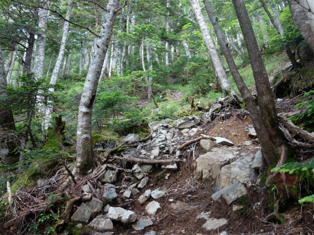 農鳥岳（奈良田～大門沢～西農鳥岳）登山口コースガイド 急登【登山口ナビ】