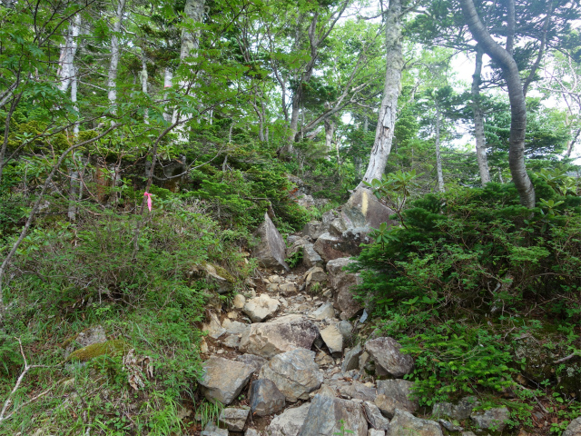 農鳥岳（奈良田～大門沢～西農鳥岳）登山口コースガイド シャクナゲ【登山口ナビ】