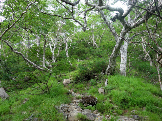 農鳥岳（奈良田～大門沢～西農鳥岳）登山口コースガイド ゴーロ帯の上端【登山口ナビ】