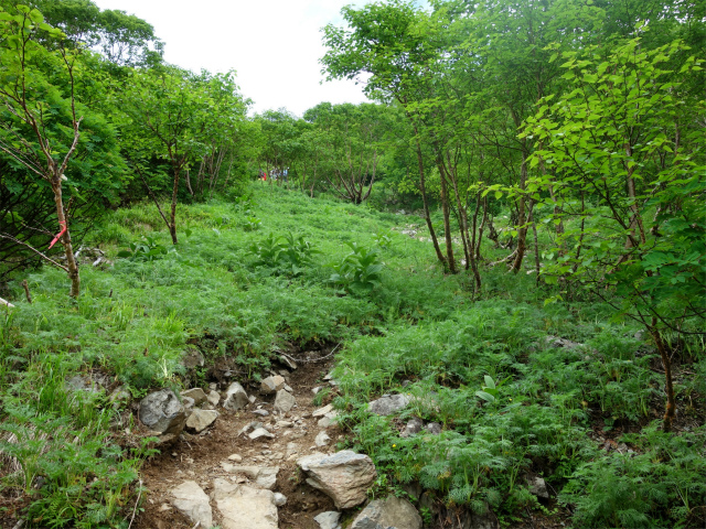 農鳥岳（奈良田～大門沢～西農鳥岳）登山口コースガイド【登山口ナビ】