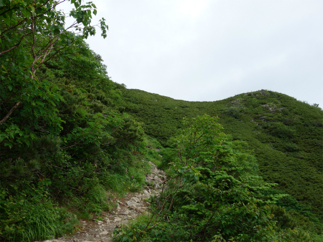 農鳥岳（奈良田～大門沢～西農鳥岳）登山口コースガイド 小ピーク【登山口ナビ】