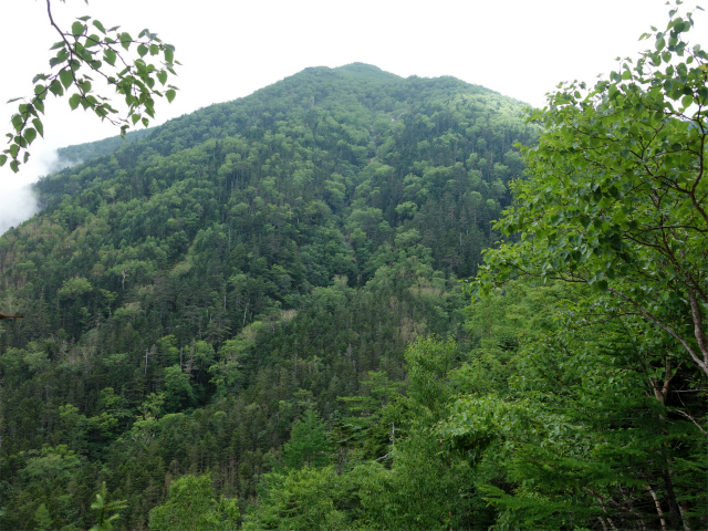 鳳凰三山（御座石鉱泉～燕頭山コース）登山口コースガイド 富士見台からの観音岳【登山口ナビ】