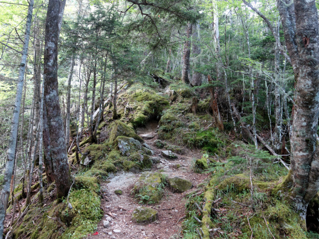 鳳凰三山（御座石鉱泉～燕頭山コース）登山口コースガイド 尾根筋【登山口ナビ】