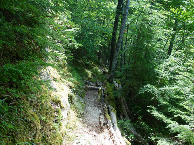 鳳凰三山（御座石鉱泉～燕頭山コース）登山口コースガイド 2216mピークの巻き道【登山口ナビ】