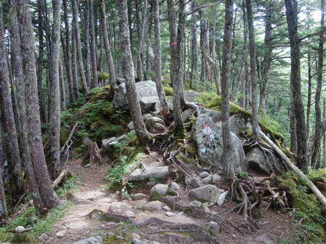 鳳凰三山（御座石鉱泉～燕頭山コース）登山口コースガイド 尾根の肩【登山口ナビ】