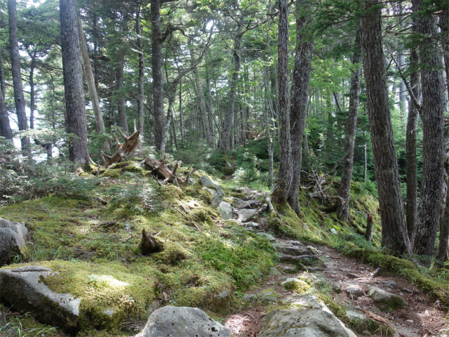 鳳凰三山（御座石鉱泉～燕頭山コース）登山口コースガイド 登り返し【登山口ナビ】