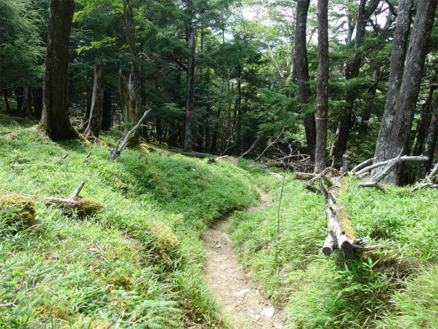 鳳凰三山（御座石鉱泉～燕頭山コース）登山口コースガイド なだらかな斜面【登山口ナビ】