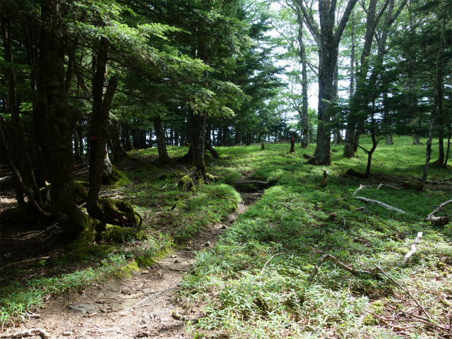 鳳凰三山（御座石鉱泉～燕頭山コース）登山口コースガイド 笹原【登山口ナビ】