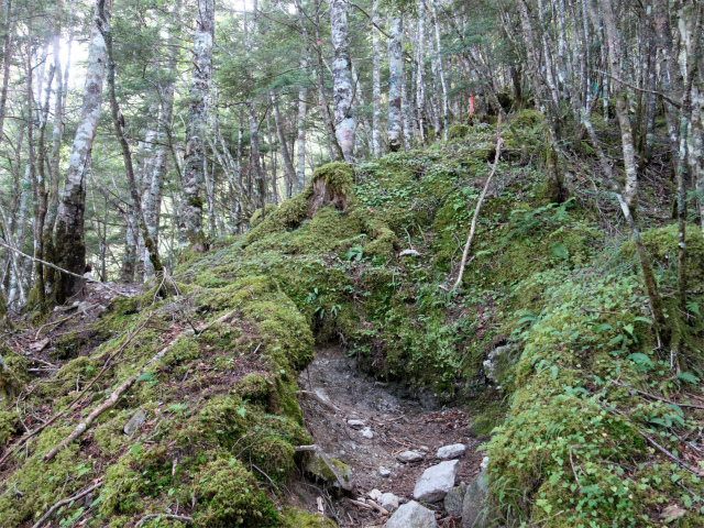 鳳凰三山（御座石鉱泉～燕頭山コース）登山口コースガイド 急登【登山口ナビ】