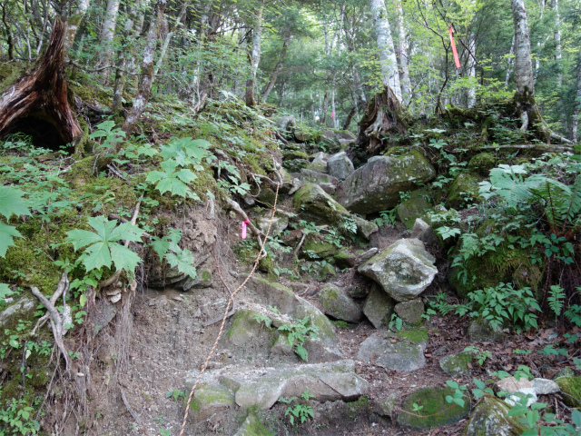 鳳凰三山（御座石鉱泉～燕頭山コース）登山口コースガイド ロープの急斜面【登山口ナビ】