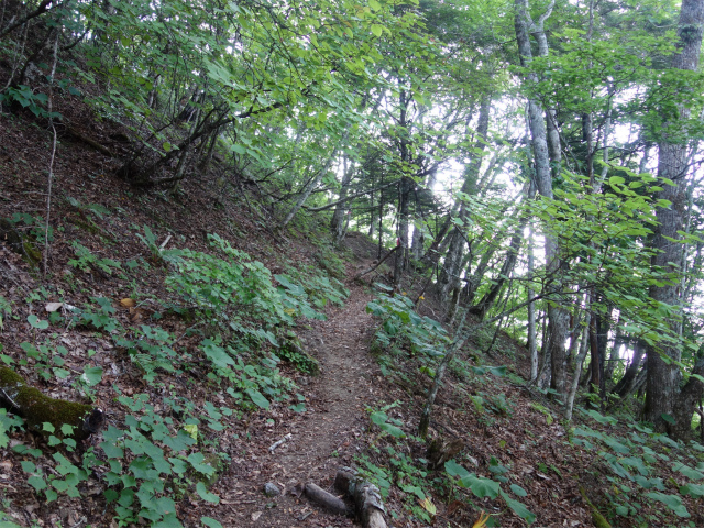 鳳凰三山（御座石鉱泉～燕頭山コース）登山口コースガイド 急登【登山口ナビ】