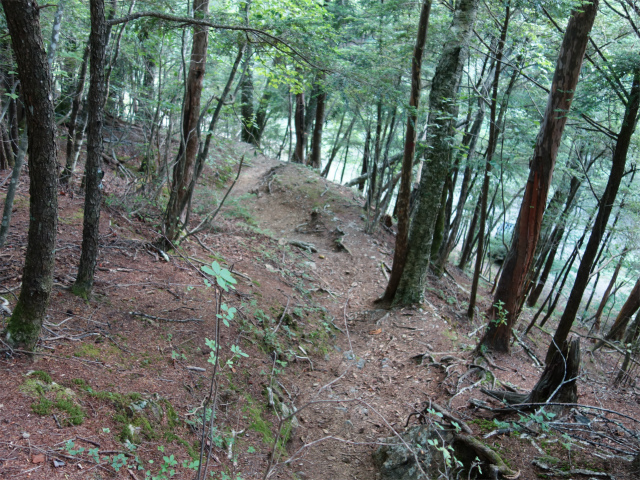 鳳凰三山（御座石鉱泉～燕頭山コース）登山口コースガイド なだらかなピークの下り【登山口ナビ】