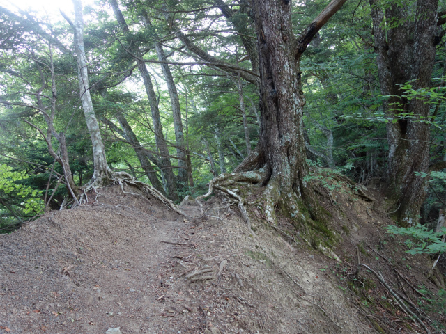 鳳凰三山（御座石鉱泉～燕頭山コース）登山口コースガイド 痩せ尾根【登山口ナビ】