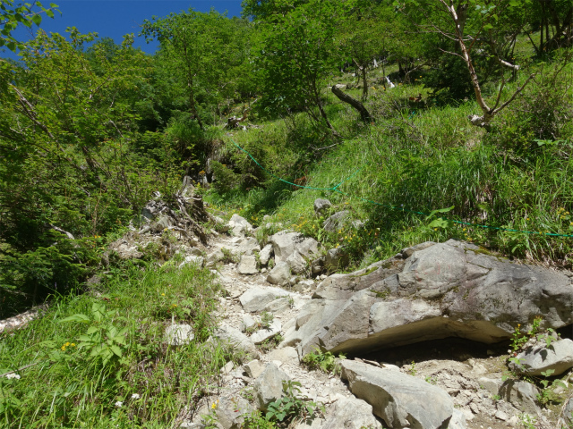 仙丈ヶ岳（藪沢重幸新道）登山口コースガイド 藪沢左岸高巻き【登山口ナビ】つ、