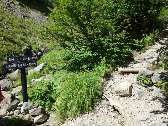 仙丈ヶ岳（藪沢重幸新道）登山口コースガイド 大滝の頭分岐【登山口ナビ】つ、