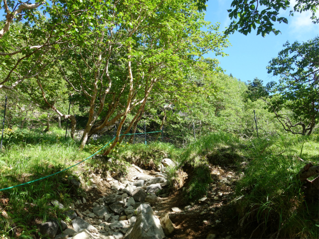 仙丈ヶ岳（藪沢重幸新道）登山口コースガイド 植生保護柵【登山口ナビ】