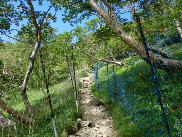 仙丈ヶ岳（藪沢重幸新道）登山口コースガイド 植生保護柵【登山口ナビ】