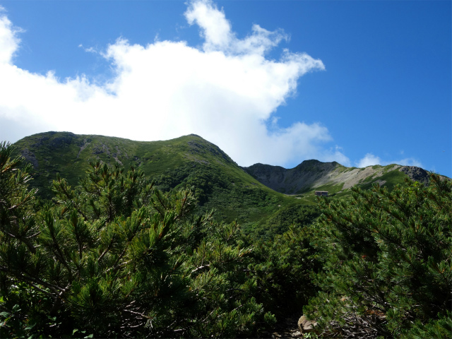 仙丈ヶ岳（藪沢重幸新道）登山口コースガイド ハイマツ帯【登山口ナビ】