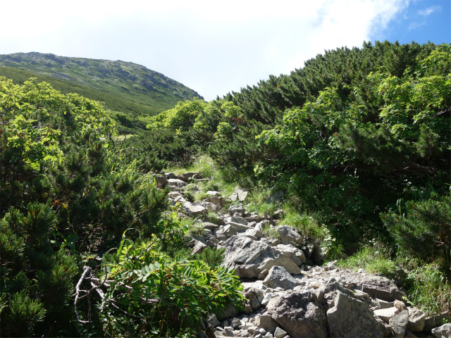 仙丈ヶ岳（藪沢重幸新道）登山口コースガイド【登山口ナビ】