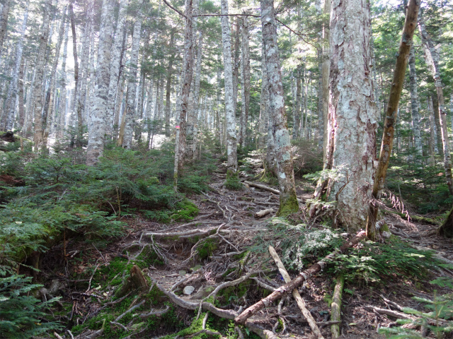 アサヨ峰（北沢峠～栗沢山）登山口コースガイド 樹林帯【登山口ナビ】