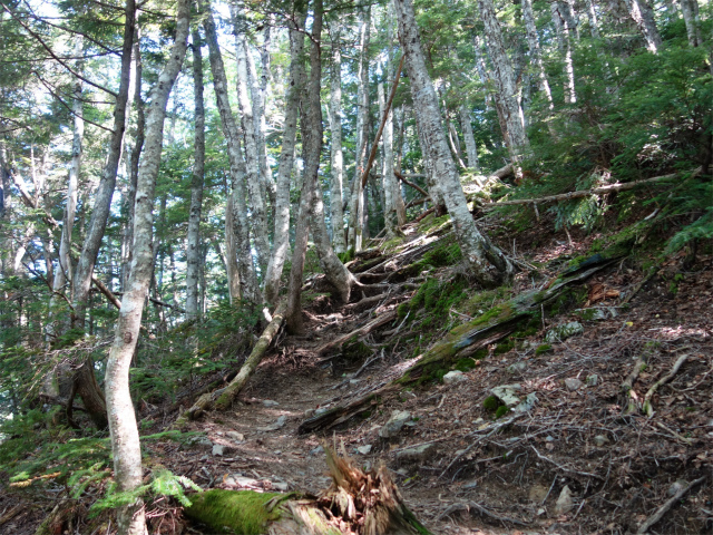 アサヨ峰（北沢峠～栗沢山）登山口コースガイド 急斜面【登山口ナビ】