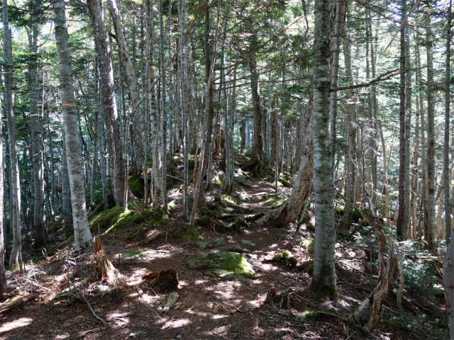 アサヨ峰（北沢峠～栗沢山）登山口コースガイド 2306mの肩【登山口ナビ】