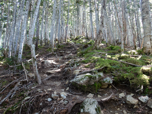 アサヨ峰（北沢峠～栗沢山）登山口コースガイド 岩の転がる登山道【登山口ナビ】