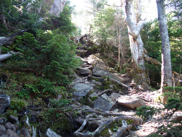 アサヨ峰（北沢峠～栗沢山）登山口コースガイド 岩の急登【登山口ナビ】