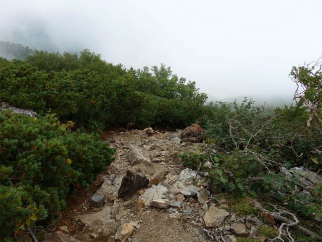 アサヨ峰（北沢峠～栗沢山）登山口コースガイド ハイマツ帯【登山口ナビ】