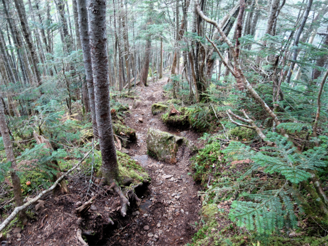 アサヨ峰（北沢峠～栗沢山）登山口コースガイド 樹林帯【登山口ナビ】